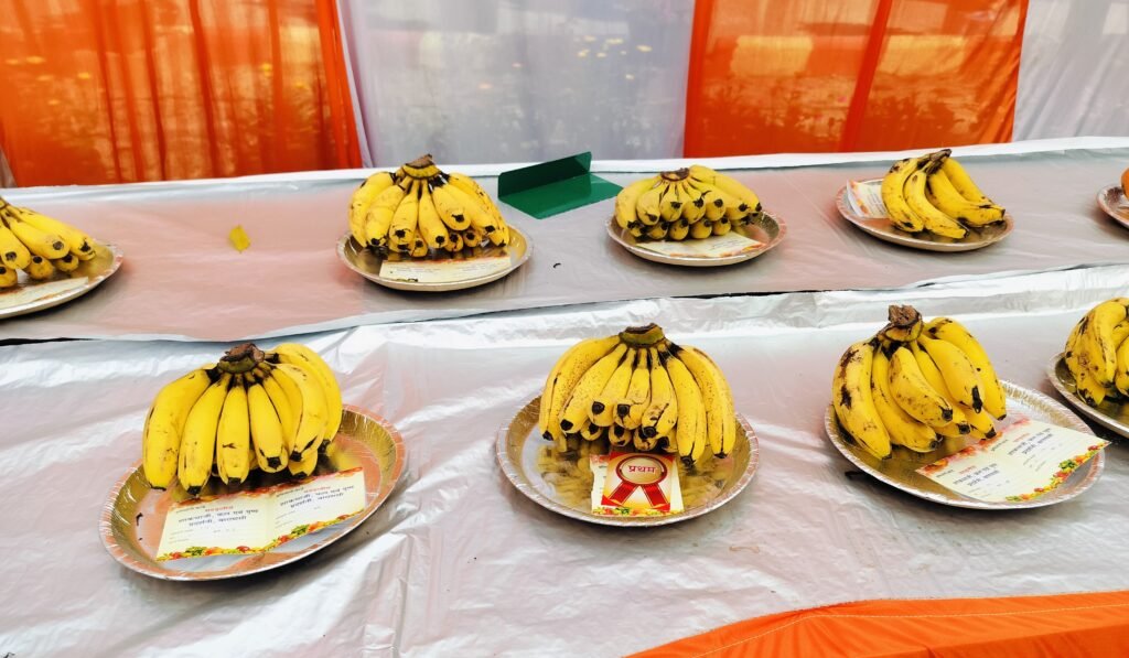 केला की व्यावसायिक खेती: किसानों की तरक्की का सुनहरा जरिया oplus 1024