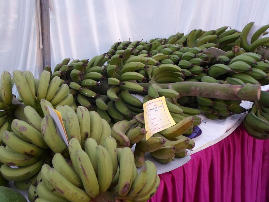 केला की व्यावसायिक खेती: किसानों की तरक्की का सुनहरा जरिया banana farming.jpg 2