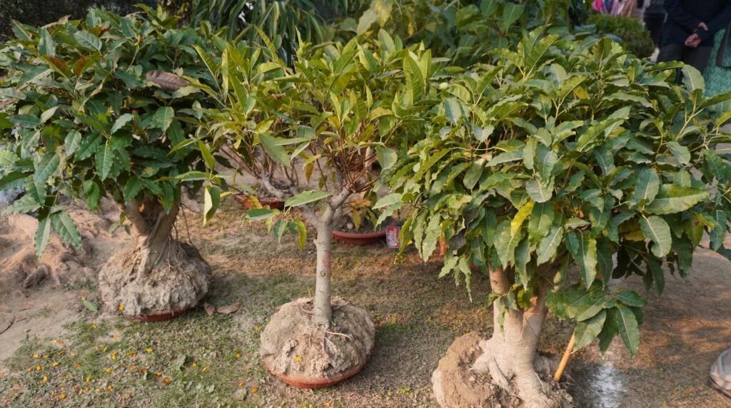 छोटे पेड़, बड़ा आकर्षण : बोनसाई कला का जादू dsc00881