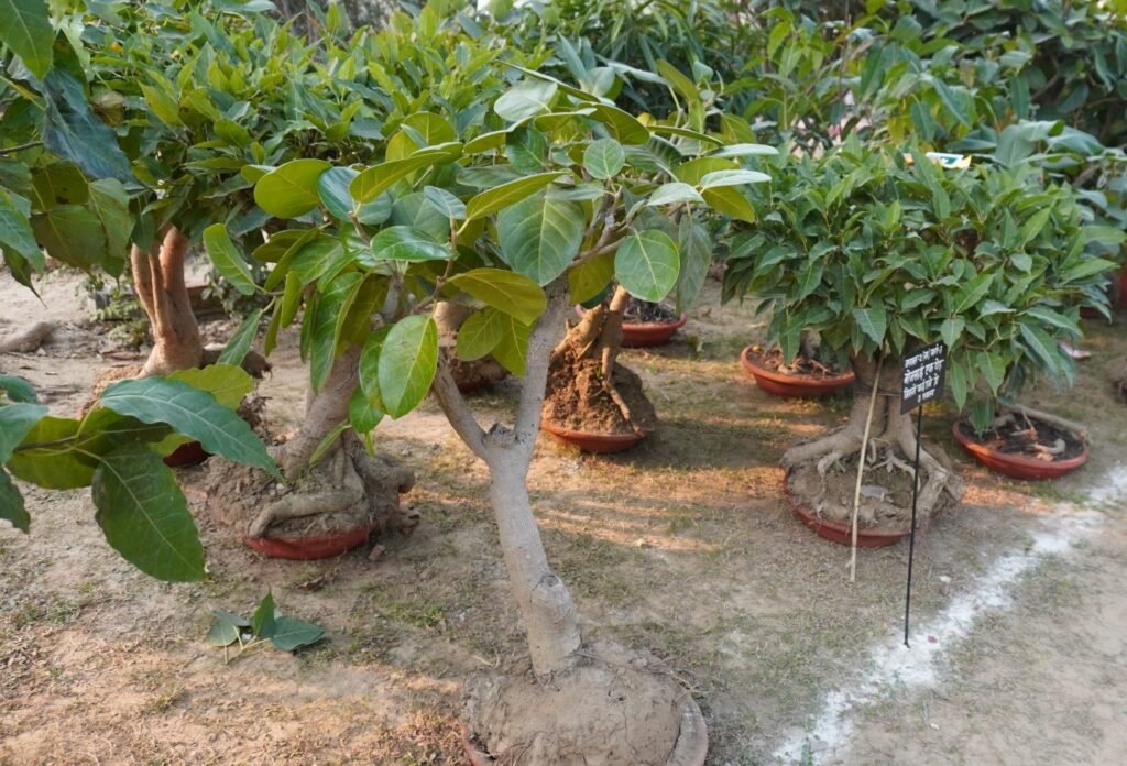 छोटे पेड़, बड़ा आकर्षण : बोनसाई कला का जादू dsc00882