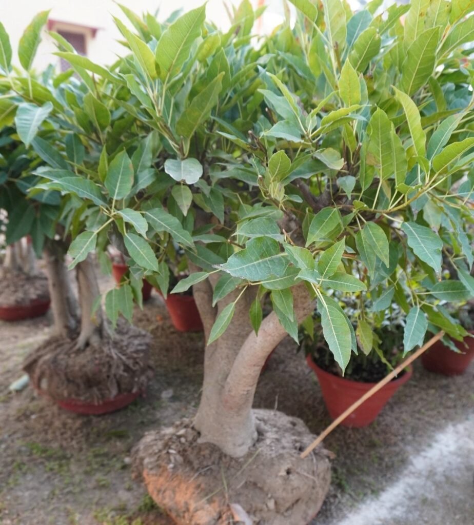 छोटे पेड़, बड़ा आकर्षण : बोनसाई कला का जादू dsc00883