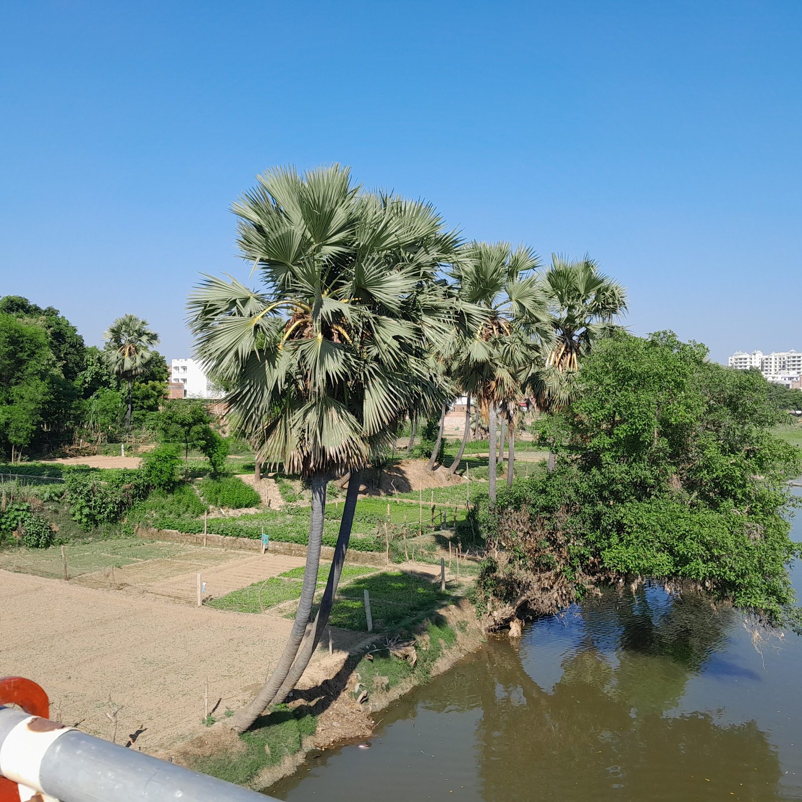 pic 1 after flood well managed agriculture land