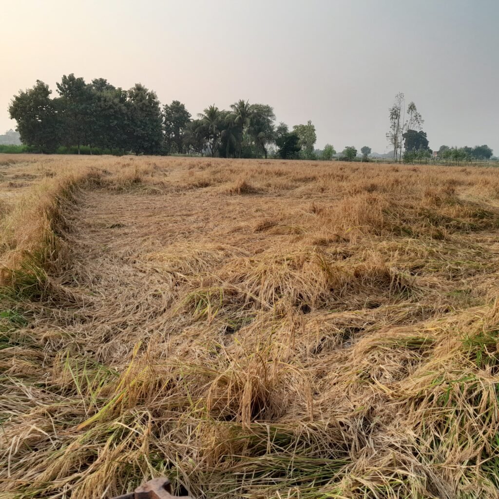 बाढ़ के बाद किसान कैसे करें मृदा प्रबंधन pic 5 flood effected paddy crops