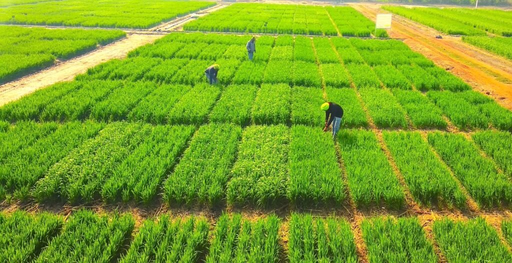 गेहूँ उत्पादकता और मुनाफा बढ़ाने का मास्टर प्लान 4 (3)