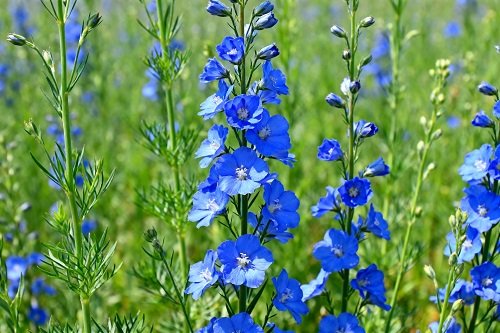 तिलहनी फसलो का उभरता सितारा: सुपर फूड अलसी की खेती alsi 5